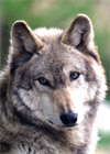 AloneWolf Software -   